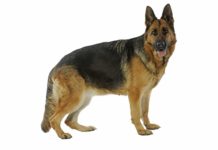 Pastore tedesco 604 0 Pastore tedesco